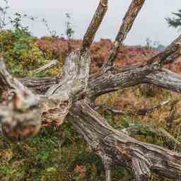 Das Naturschutzgebiet Posbank bleibt heute wegen der Gefahr umstuerzender Aeste