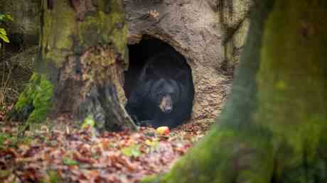 Polizei sucht nach 500 Pfund Baeren namens „Hank the Tank — World