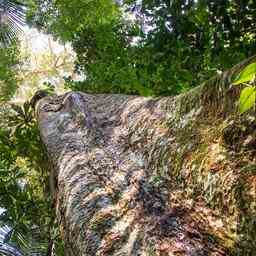 1647592579 Vermisste Kinder nach fast vier Wochen im Amazonas Regenwald gefunden