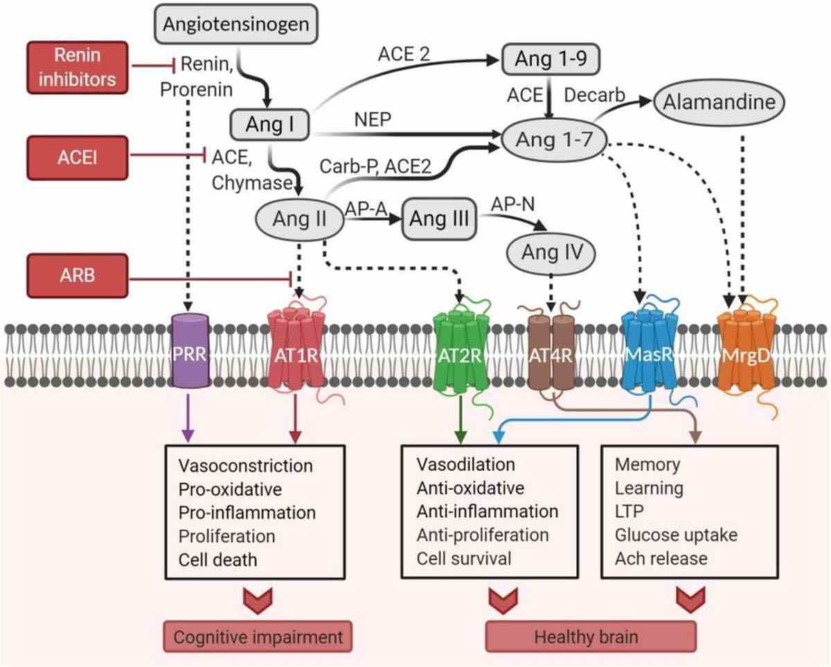 Bahnen des Gehirn-Renin-Angiotensin-Systems (Zentralnervensystem).  Diagramm veröffentlicht von Frontiers In Neuroscience (erstellt mit BioRender.com).