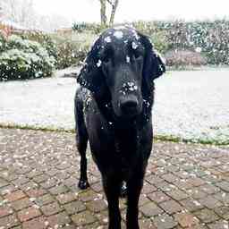 In Bildern Schneeschicht bedeckt die Niederlande nach Winterschauern