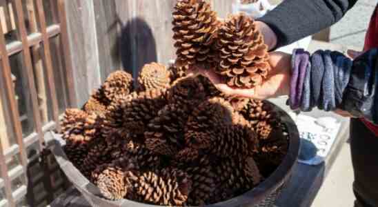 Pinecone kuendigt Serie A im Wert von 28 Millionen US Dollar