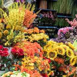 Groningen wird die Blumen am Freitag massenhaft nach draussen stellen