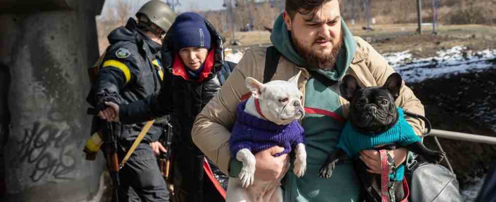 Niederlaendische Tieraerzte haben dreihundert Haustiere aus der Ukraine behandelt