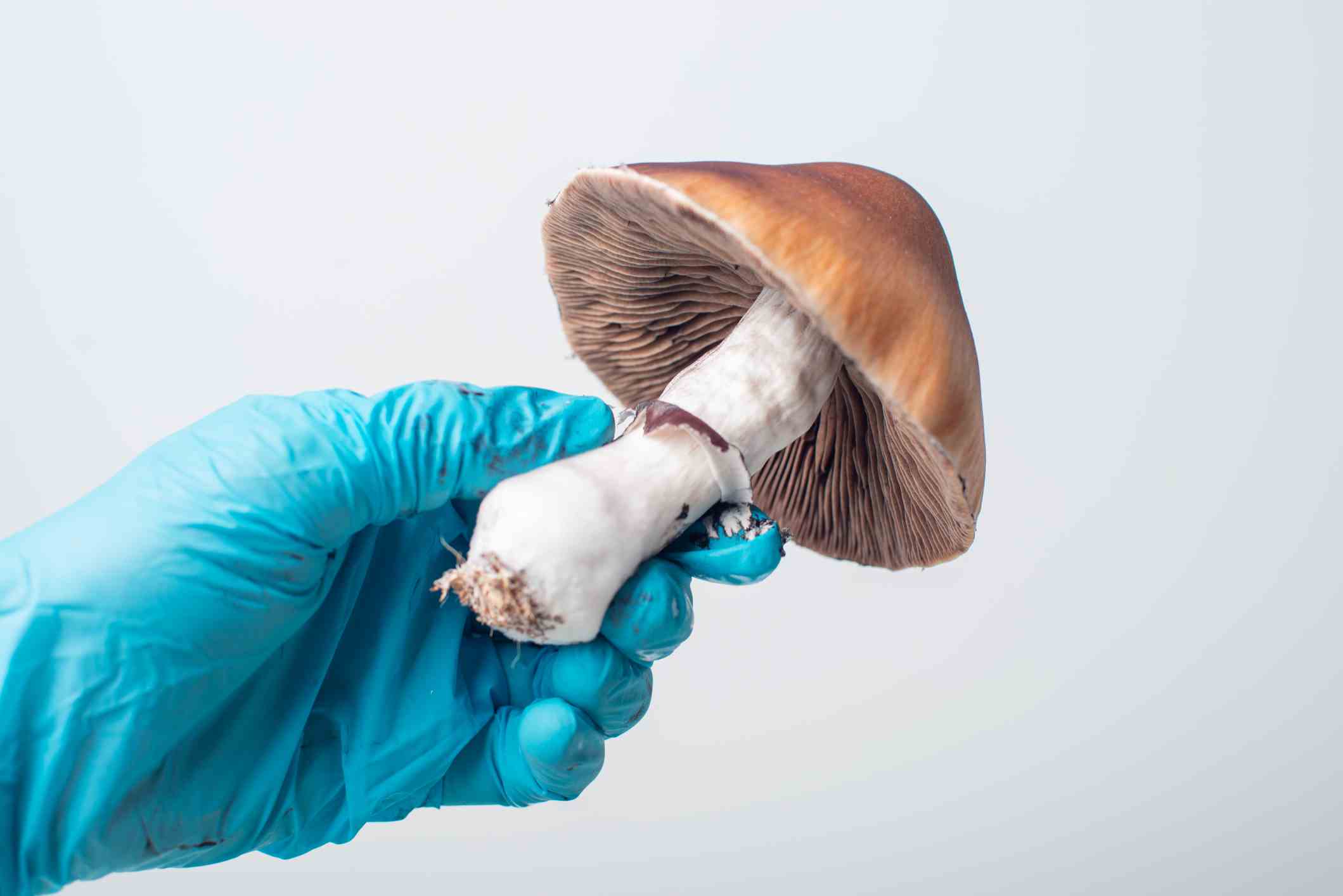 Labortechniker mit einem Psilocybin-Pilz