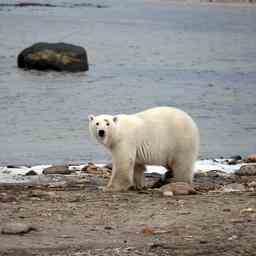 Eisbaeren zum ersten Mal in Suedkanada gesichtet Tiere