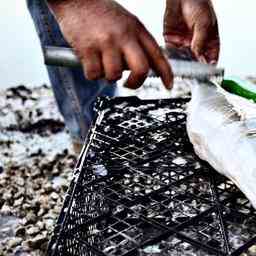 Essen Sie moeglichst wenig Fisch aus der Westerschelde raet RIVM