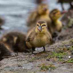 Feuerwehr befreit in Almere zwoelf Babyenten aus der Not Tiere