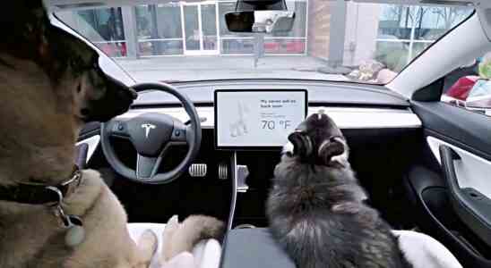 Hund im Auto Eine Kiste ist am sichersten JETZT