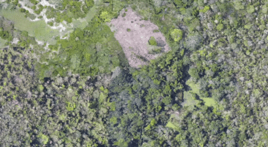 Lidar legt die Ueberreste einer ueberwucherten alten Zivilisation im Amazonas