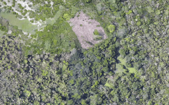 Lidar legt die Ueberreste einer ueberwucherten alten Zivilisation im Amazonas