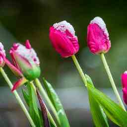 Mehr als tausend digitale Blumen wurden bereits an Kriegerdenkmaelern platziert