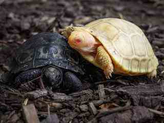 Zeldzame albino Galapagosreuzenschildpad geboren in Zwitserse dierentuin