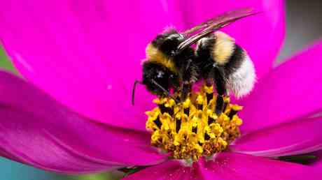 Bienen sind Fische erklaert US Gericht — World