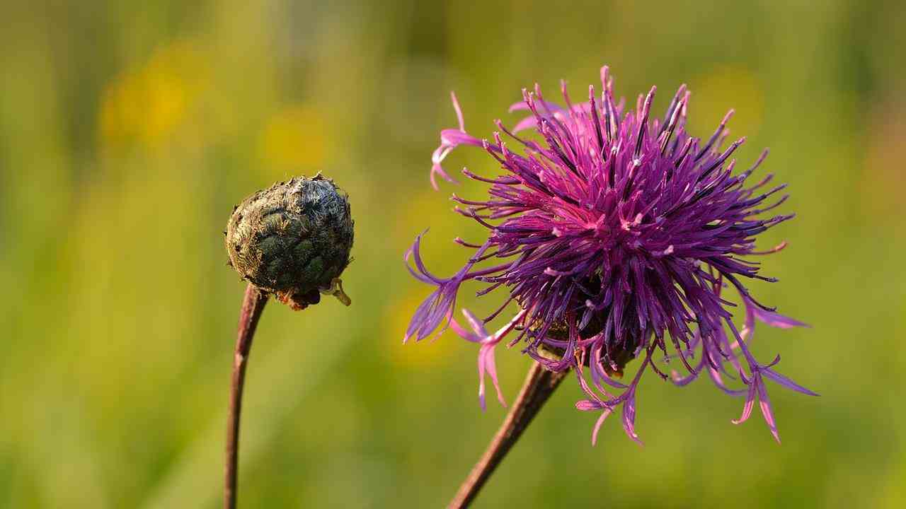 Der Große Tausendgüldenkraut, eine Wildblume, die in die Flusslandschaft gehört.