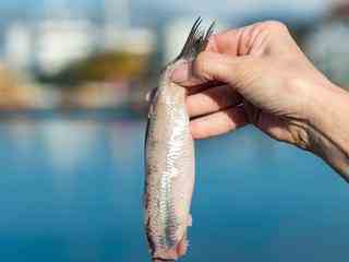 Hering im Angebot vieler Supermaerkte in der ersten Verkaufswoche