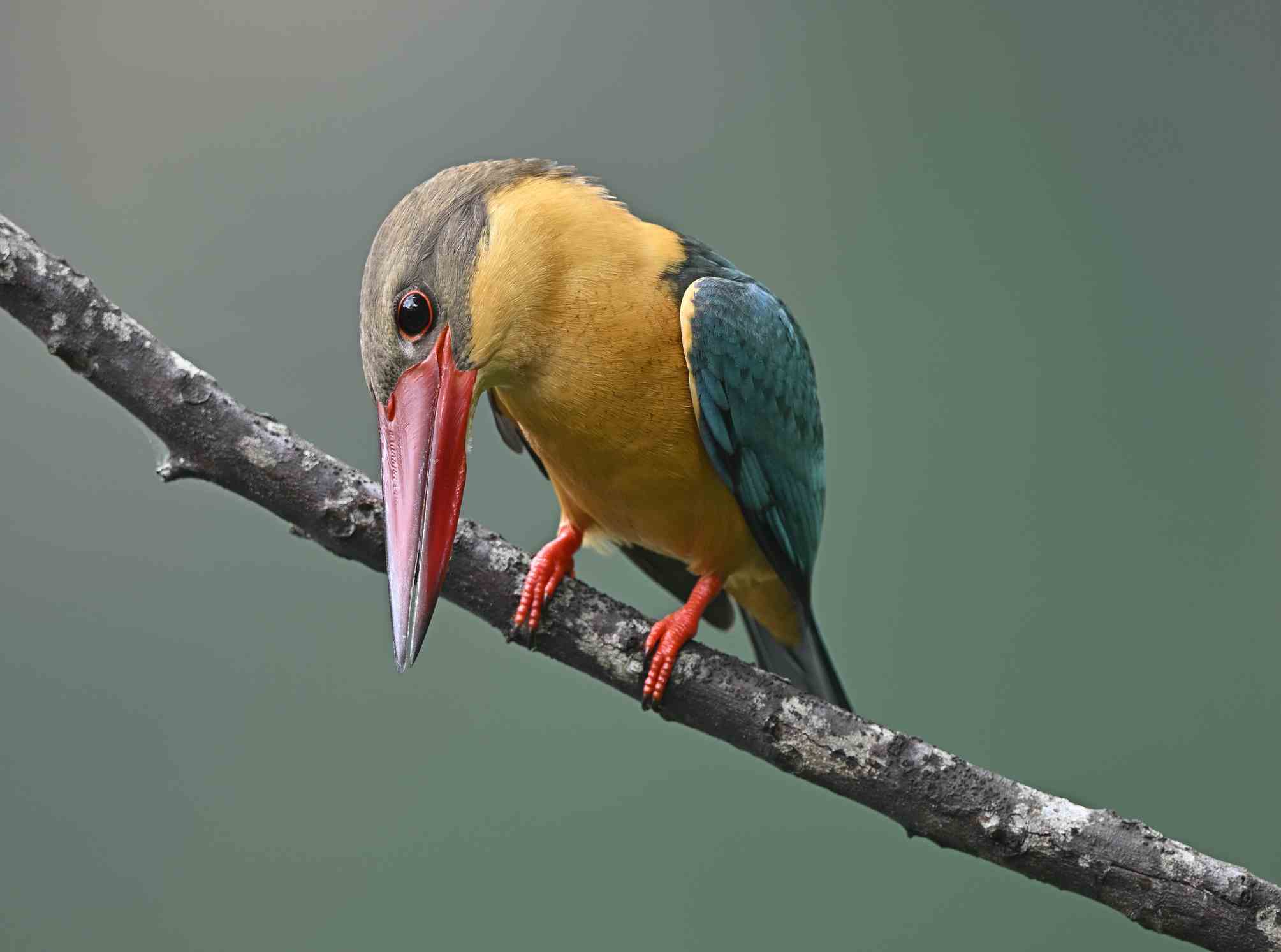 Storch in Rechnung gestellter Eisvogel im tropischen Garten Singapur hautnah.