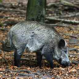 Niederlaender schwer verletzt weil schiessender Jaeger ihn fuer Wildschwein haelt