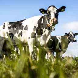 Stickstoffemissionen aus Tiermist sinken im fuenften Jahr in Folge