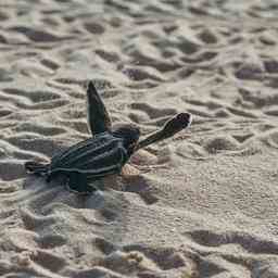 Zahl der am Strand von Aruba nistenden Schildkroeten geht stark