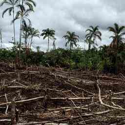 1657309978 Abholzung des brasilianischen Amazonas bricht Rekord JETZT