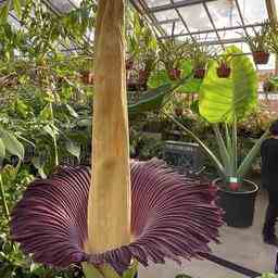 Die Riesenpenispflanze im Hortus Leiden steht in voller Bluete