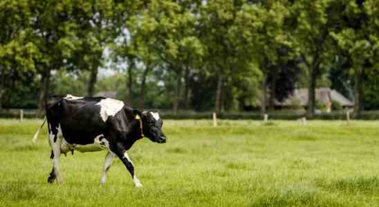 Die Umstellung auf Bio Milch kann die Stickstoffkrise teilweise loesen