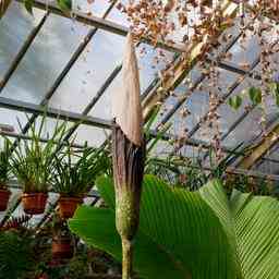 Eine weitere bluehende Penispflanze bei Hortus JETZT