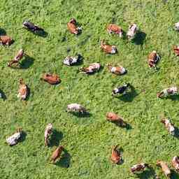 Kuehe finden Abkuehlung unter dem Zelttuch der Anwohner Schoterveenpolder