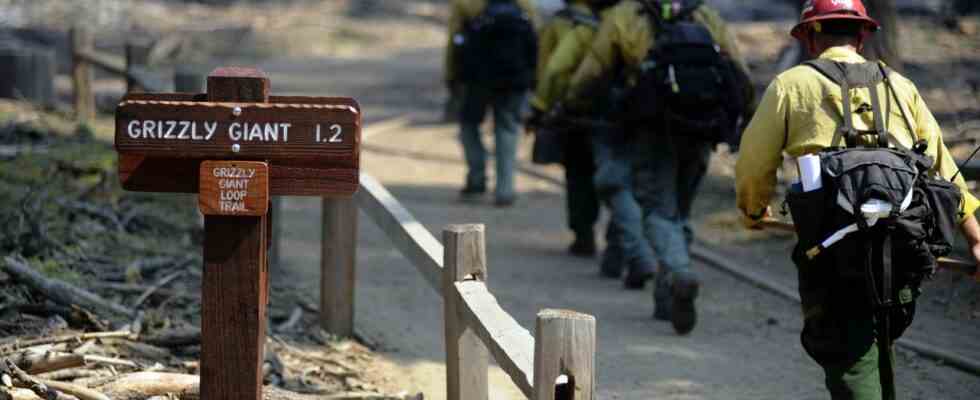 Lauffeuer im Yosemite Nationalpark bedroht Jahrtausende alte Baumriesen JETZT