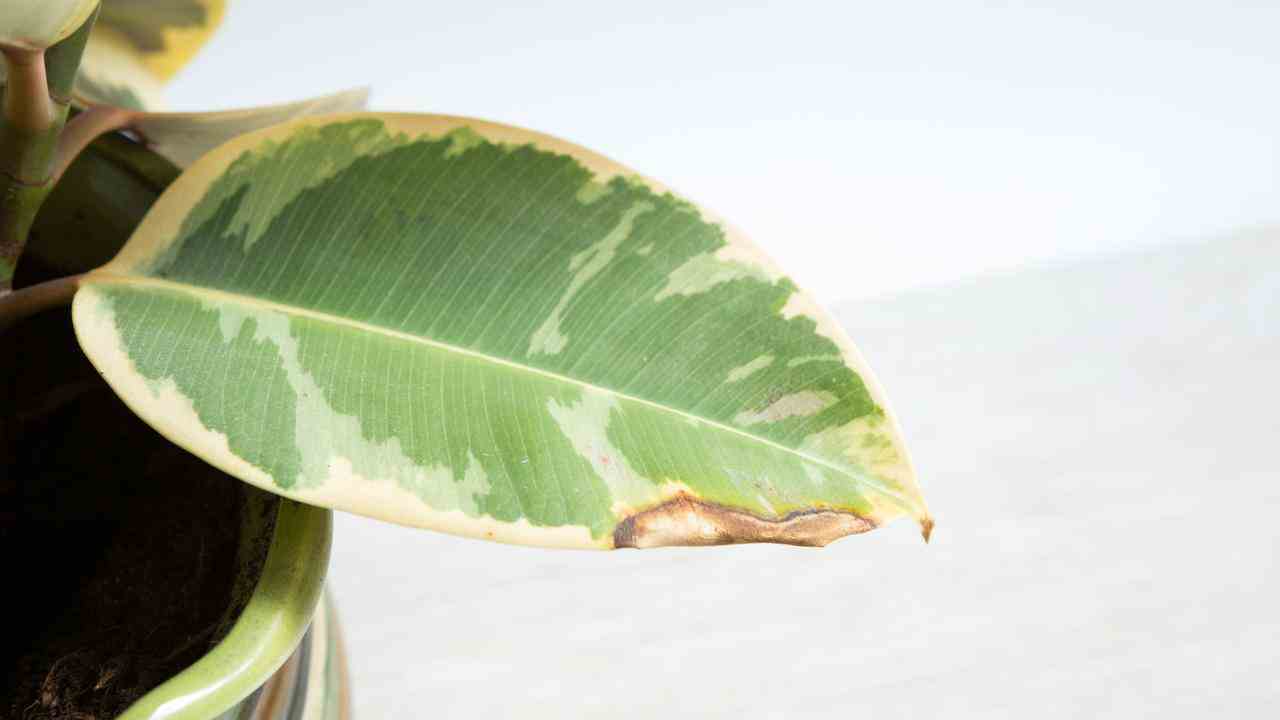 Immer mehr tropische Pflanzen kommen in die Niederlande.  Ob sie gut gepflegt sind, erkennt man am Blatt.  Wenn sie nicht richtig gepflegt werden, sind sie anfällig für Pilze.