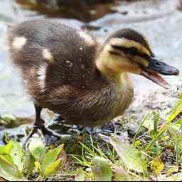 Tote Enten in Teich in Ede vermutlich vergiftet JETZT