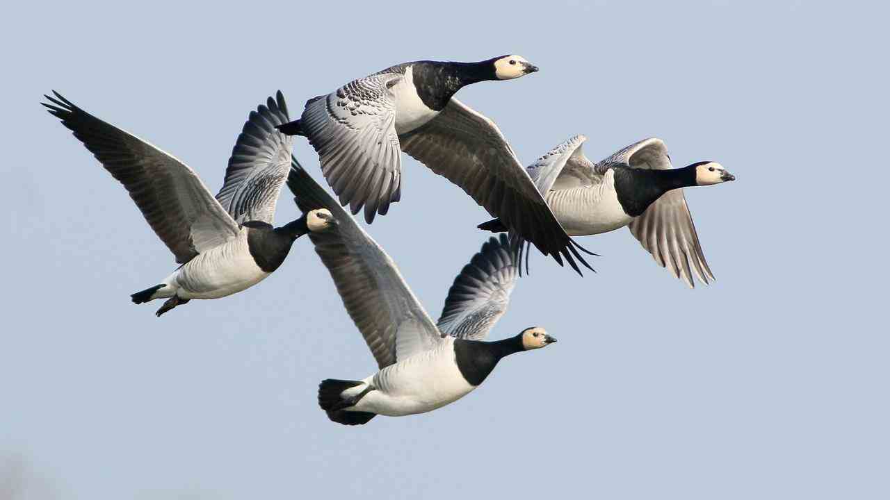 Zugvögel wie Nonnengänse bringen die Vogelgrippe im Herbst aus Sibirien in die Niederlande.