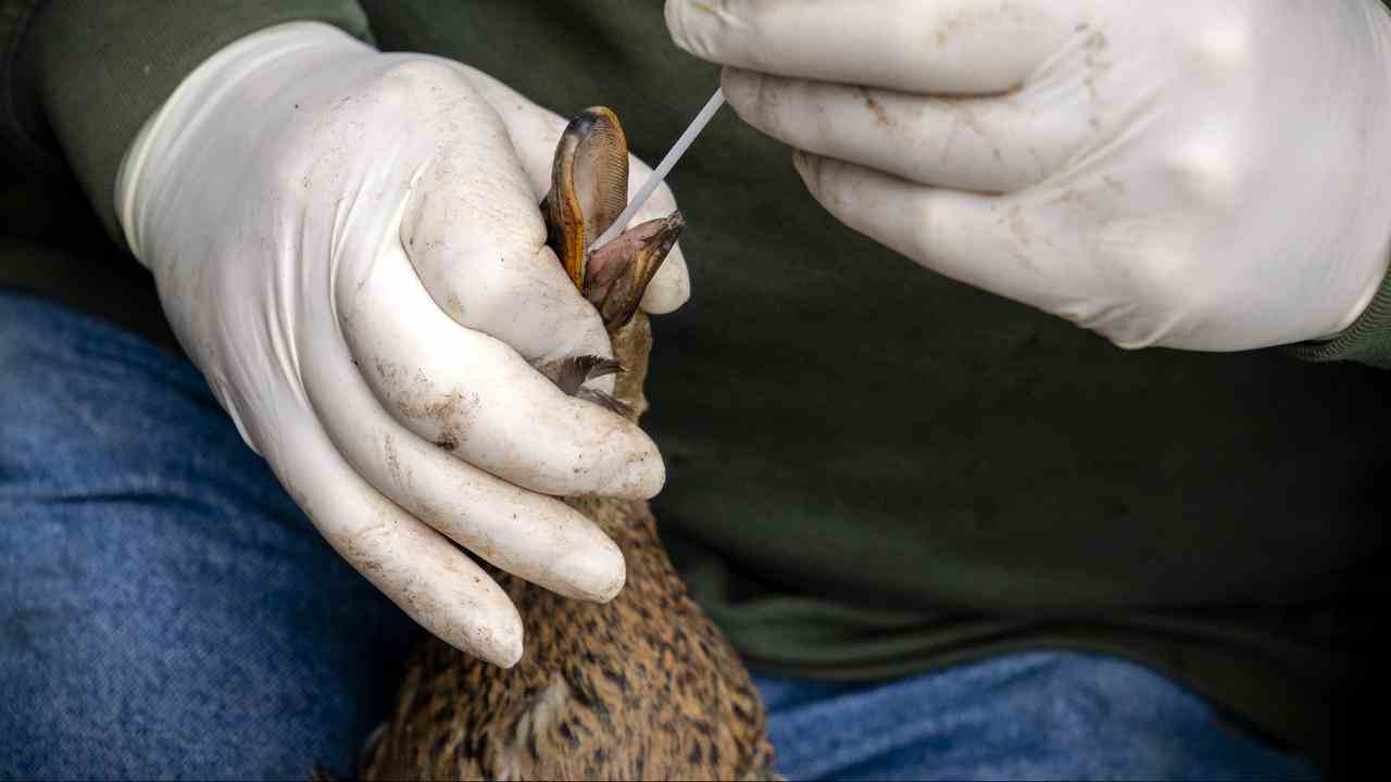 Eine Ente wird auf Vogelgrippe getestet.