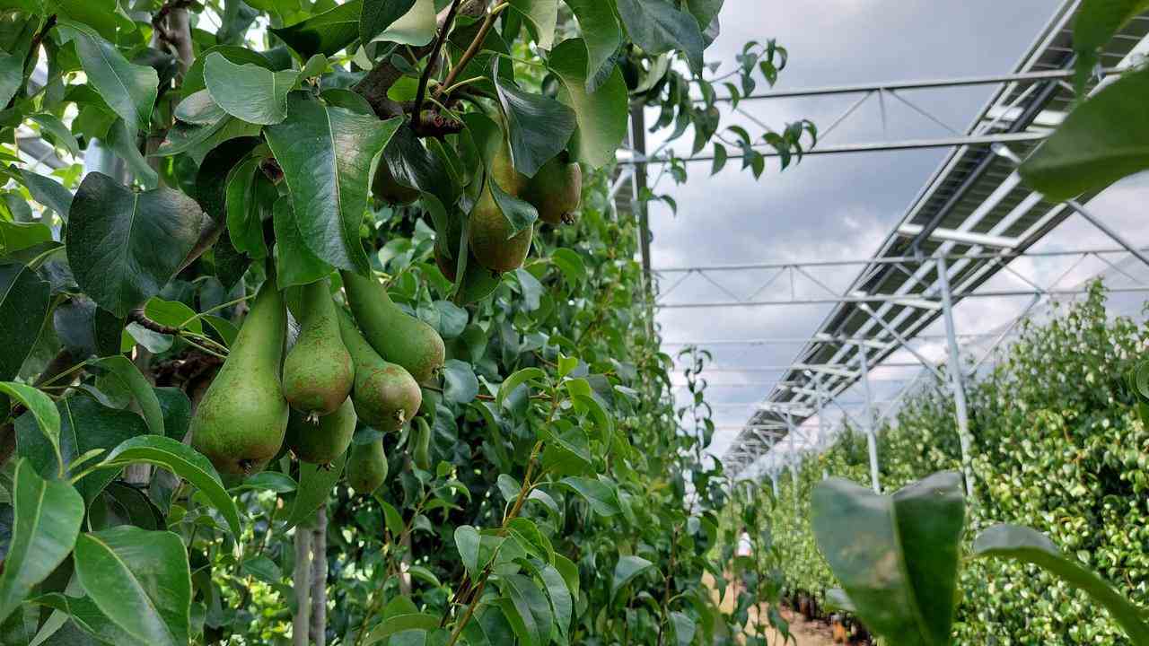 Ob Birnen auch unter Sonnenkollektoren gedeihen, bleibt abzuwarten.