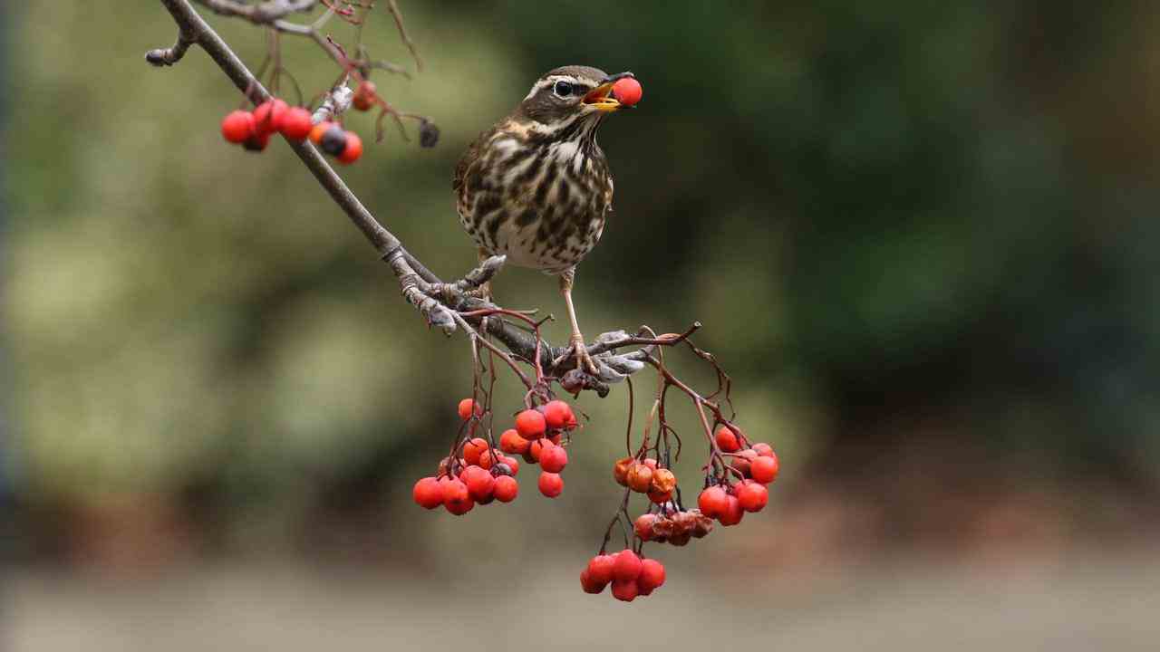 Die Eberesche blüht im Frühjahr und trägt im Spätsommer Beeren, was unter anderem der Singdrossel zugute kommt.