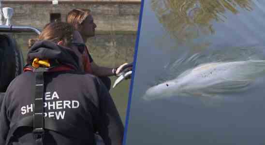 Beluga der sich in der Seine verirrt hat frisst nicht