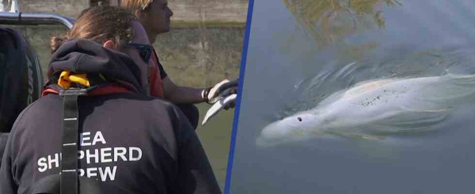 Beluga der sich in der Seine verirrt hat frisst nicht