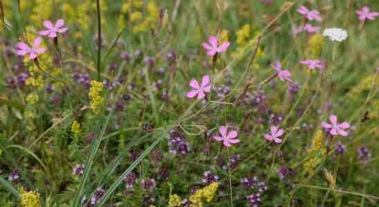 Duerre und Stickstoff Hoeheres Grundwasser schlaegt zwei Fliegen mit einer