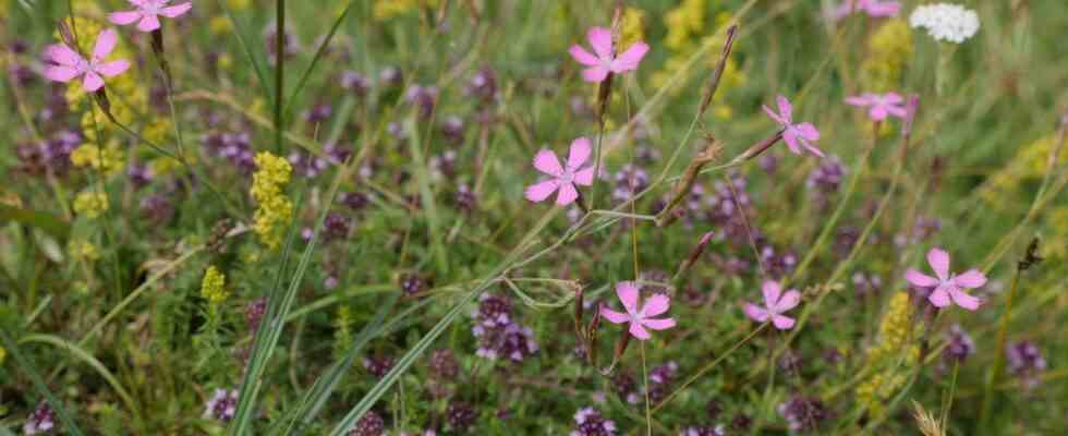 Duerre und Stickstoff Hoeheres Grundwasser schlaegt zwei Fliegen mit einer