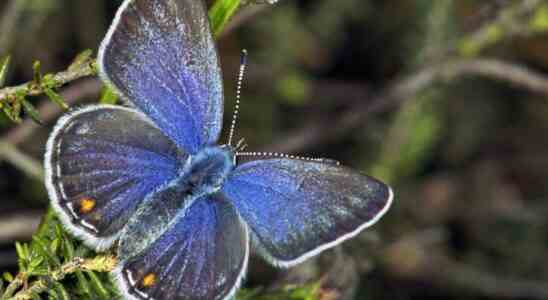 Immer mehr Seitenkoeniginnen aber der Schmetterling fliegt nicht nur in