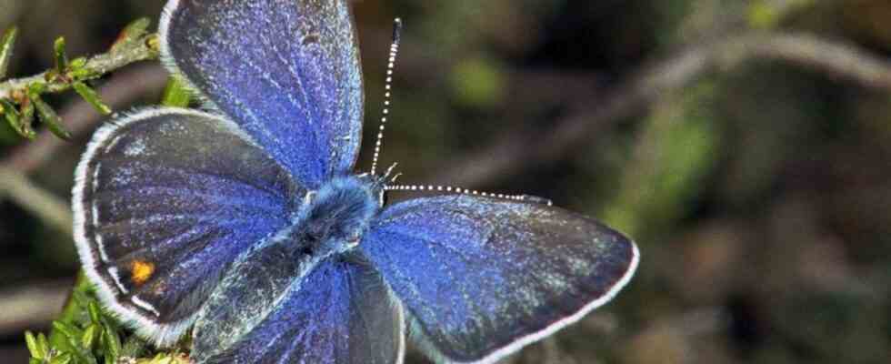 Immer mehr Seitenkoeniginnen aber der Schmetterling fliegt nicht nur in