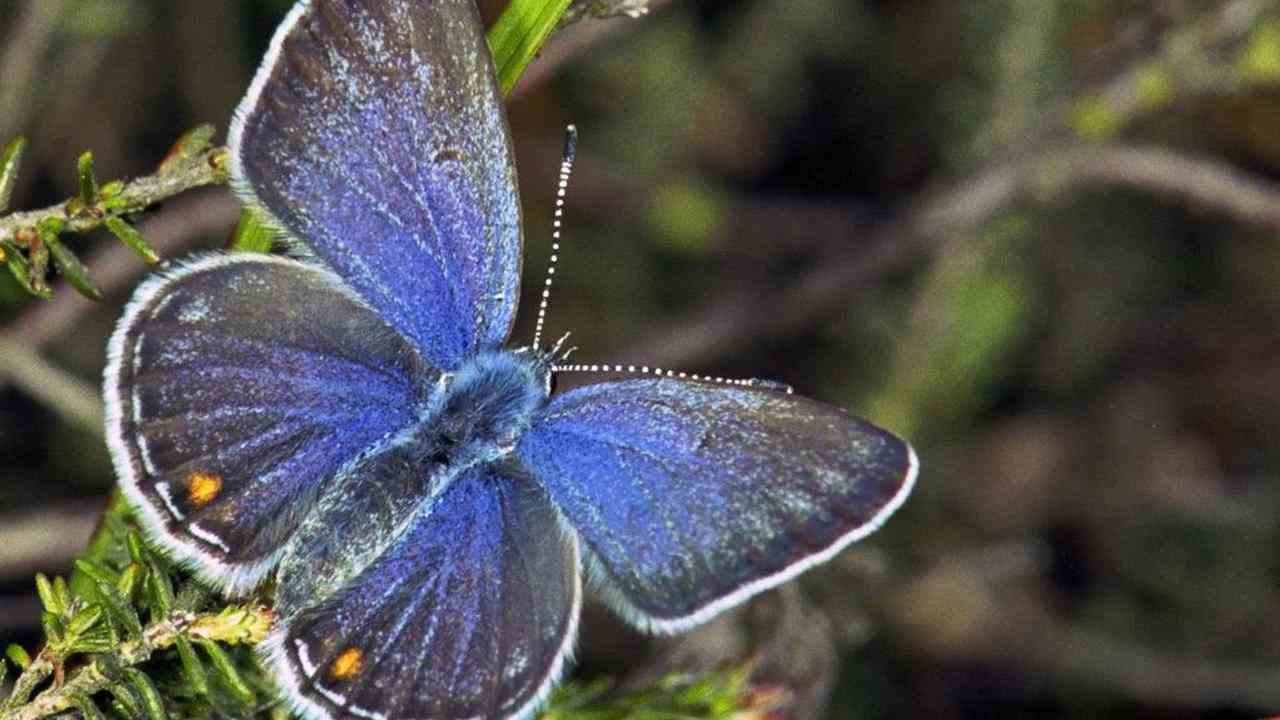 Immer mehr Seitenkoeniginnen aber der Schmetterling fliegt nicht nur in