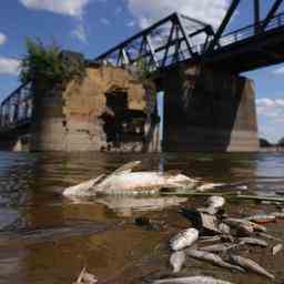 Noch keine Erklaerung fuer massives Fischsterben in der Oder