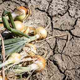 So gross ist das Niederschlagsdefizit in Ihrer Region JETZT