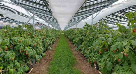 Spitzenreiter Der Anbau von Himbeeren unter Sonnenkollektoren bringt Obst und