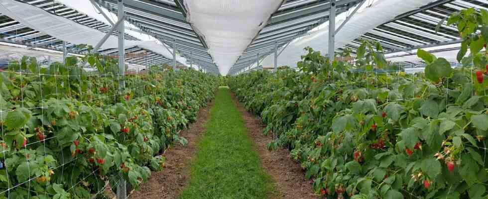 Spitzenreiter Der Anbau von Himbeeren unter Sonnenkollektoren bringt Obst und