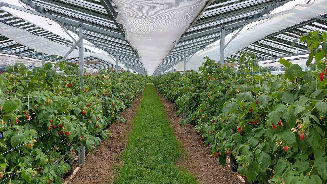 Die Sonnenkollektoren halten die Himbeeren weitgehend im Schatten.