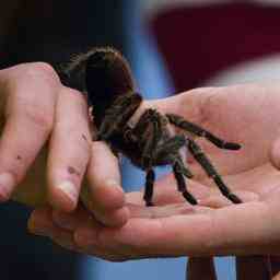 Tarantula Charlie entkommt und wandert durch das Kinderzimmer JETZT