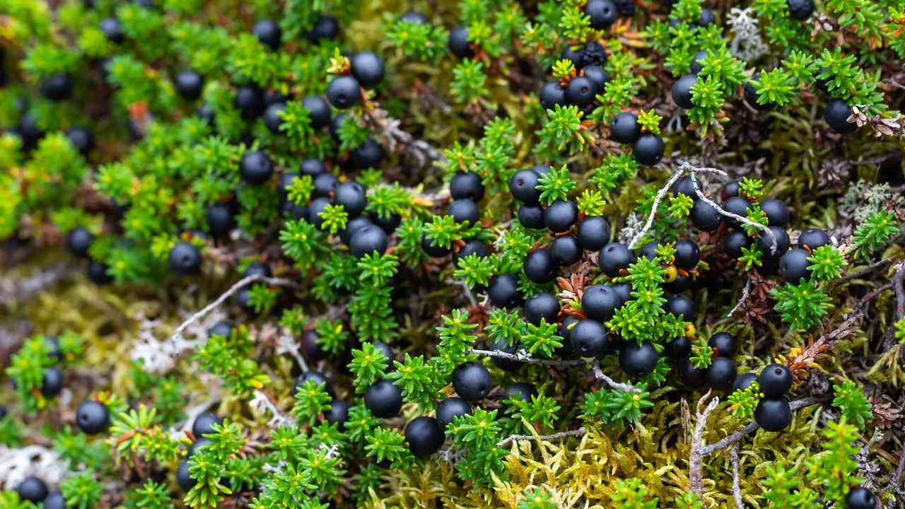 Krähenheide ist eine kälteliebende Pflanze, die noch immer auf der Veluwe und den Watteninseln vorkommt.  Bei weiterer Erwärmung droht die Art auszusterben.